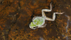 Hyla japonica