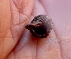 Paciocinebrina interfossa