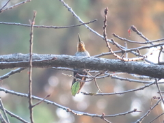 Lampornis