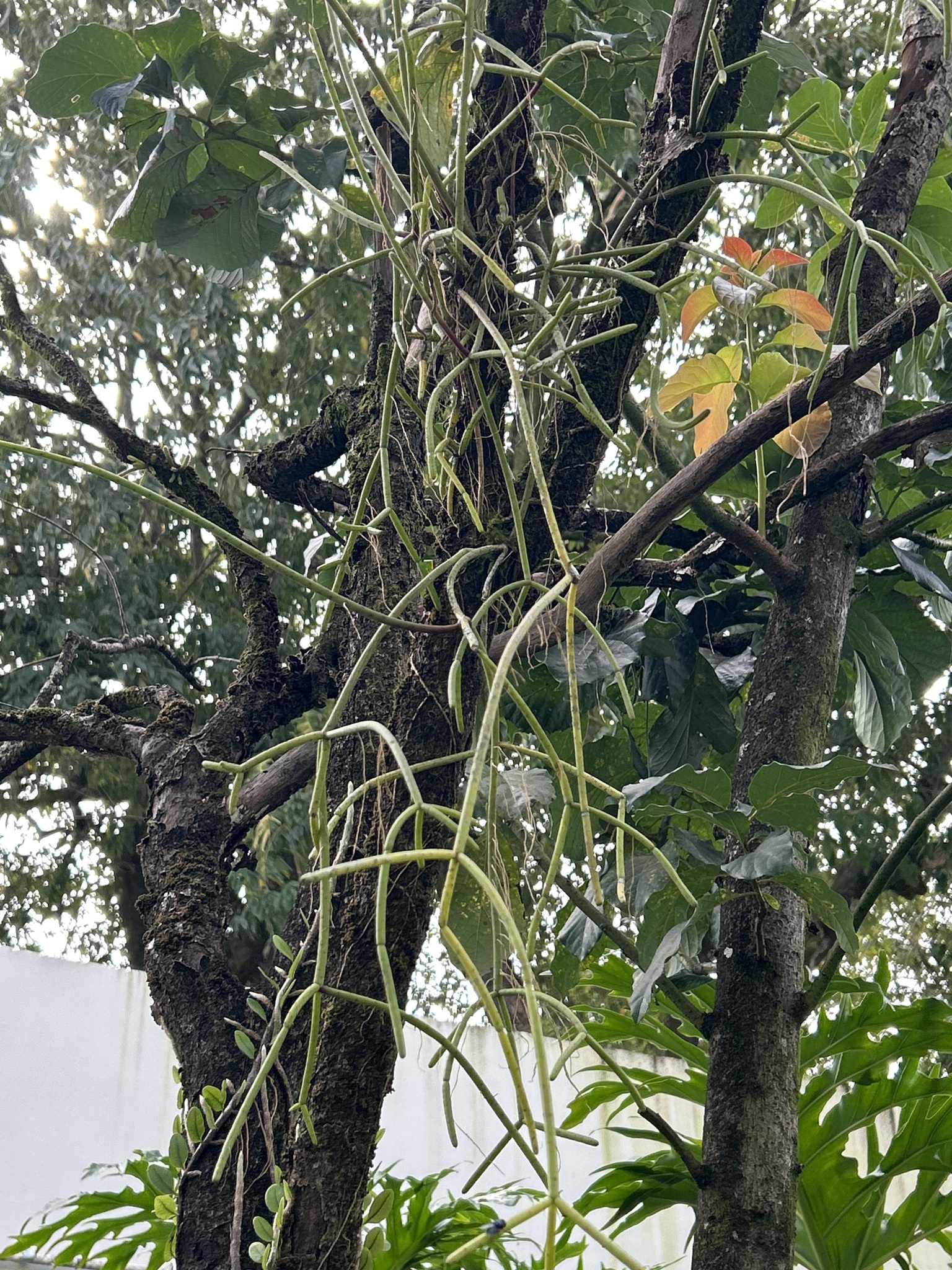 Rhipsalis baccifera