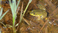 Pelophylax chosenicus