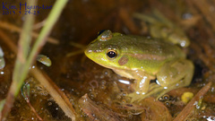 Pelophylax chosenicus
