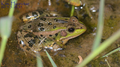Pelophylax chosenicus