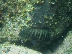 Cephalopholis panamensis