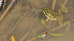 Pelophylax chosenicus