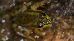 Pelophylax chosenicus
