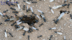 Messor aciculatus