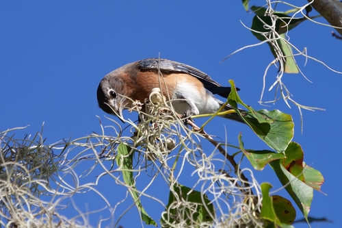 Turdidae image