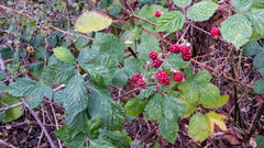 Candicantes