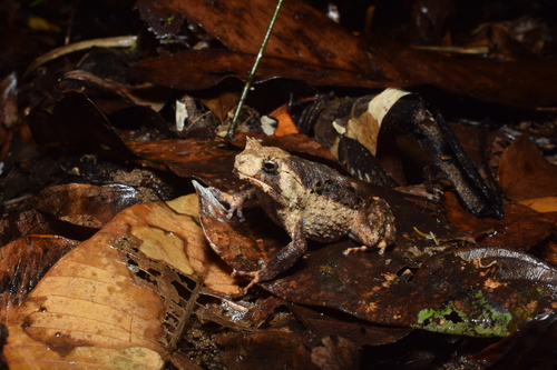 Asterophrys turpicola, 2025-09-03
