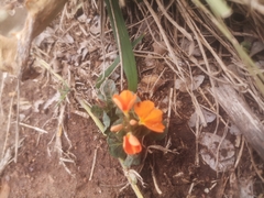 Crossandra fruticulosa
