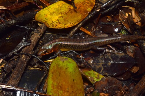 Sphenomorphus jobiensis observed 2025-09-03