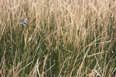 Tachuris rubrigastra