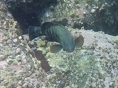 Cephalopholis panamensis