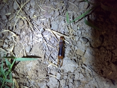 Labidura riparia