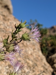 Monardella arizonica