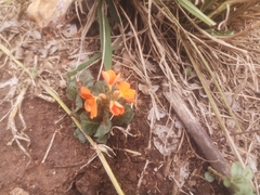 Crossandra fruticulosa