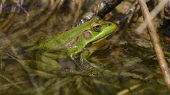Pelophylax chosenicus