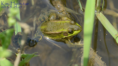 Pelophylax chosenicus
