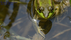 Pelophylax chosenicus