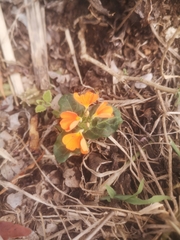 Crossandra fruticulosa
