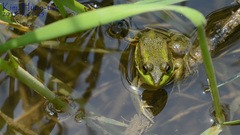 Pelophylax chosenicus
