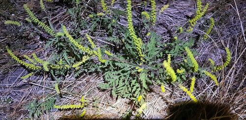 common ragweed