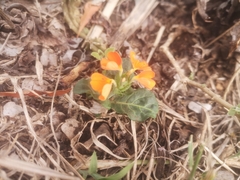 Crossandra fruticulosa