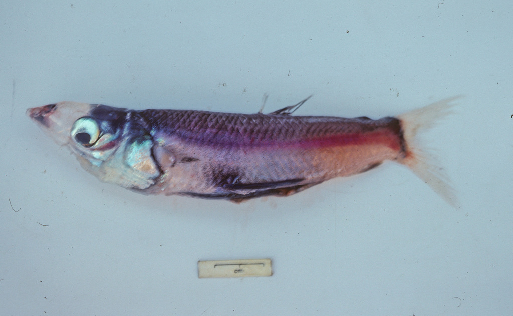 Glasshead barreleye (Rhynchohyalus natalensis) — Opisthoproctidae