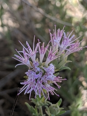 Monardella arizonica