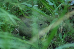 Sigmodon mascotensis