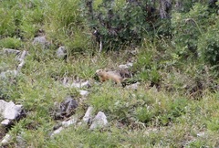 Urocitellus undulatus