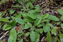 Hieracium lepidulum
