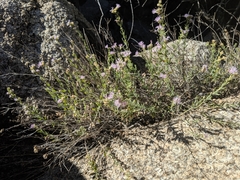 Monardella arizonica