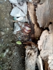 Lissachatina fulica