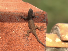 Sceloporus palaciosi