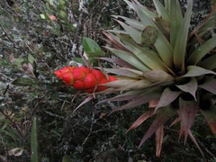 Tillandsia turneri
