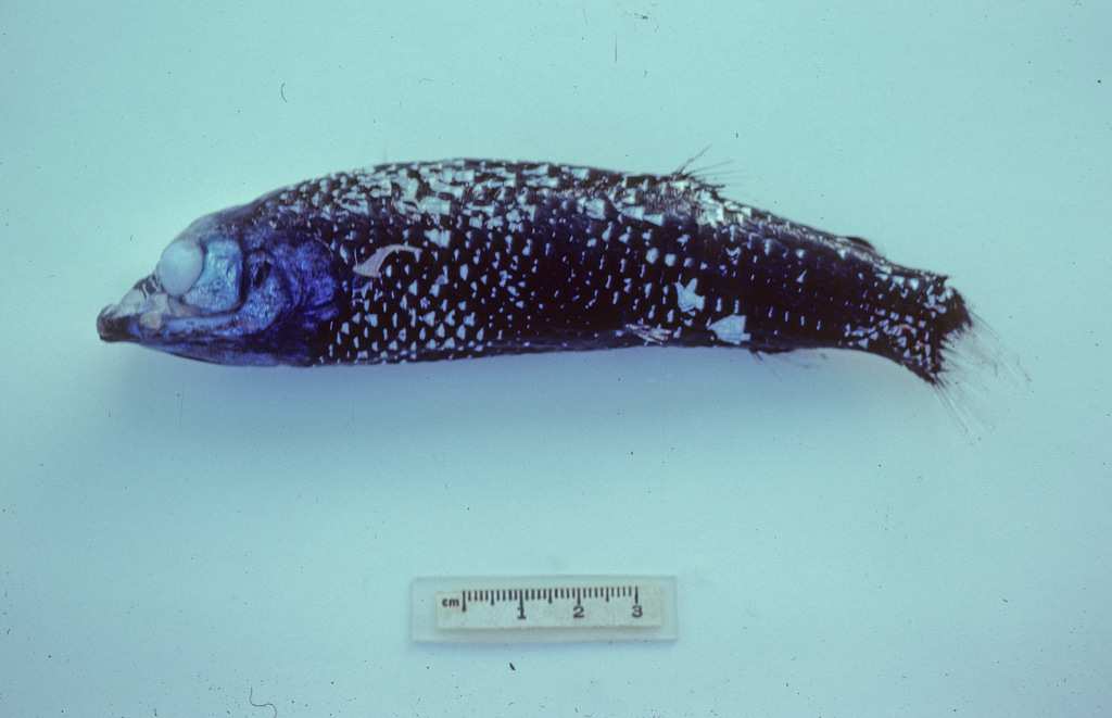 Binocular Fish from 73 n.miles ESE of Newcastle, NSW, Australia on ...