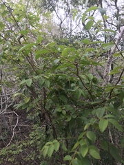 Psidium galapageium