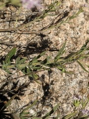 Monardella arizonica