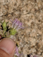 Monardella arizonica