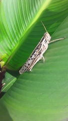 Schistocerca piceifrons