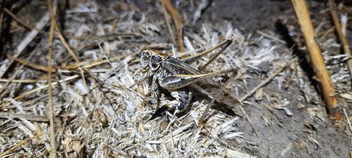 Tuberous Bush-cricket