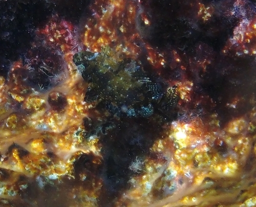 Siganus luridus