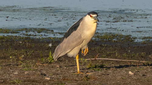 Black-crowned Night Heron