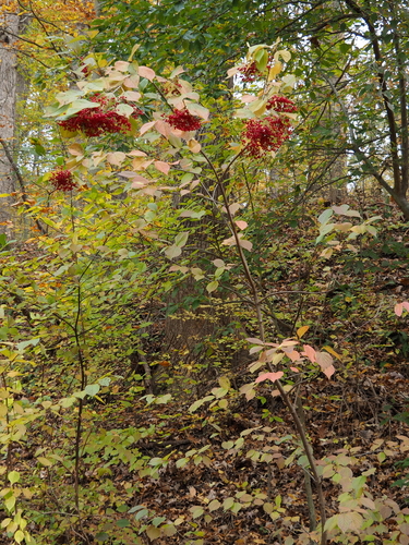 Viburnum dilatatum