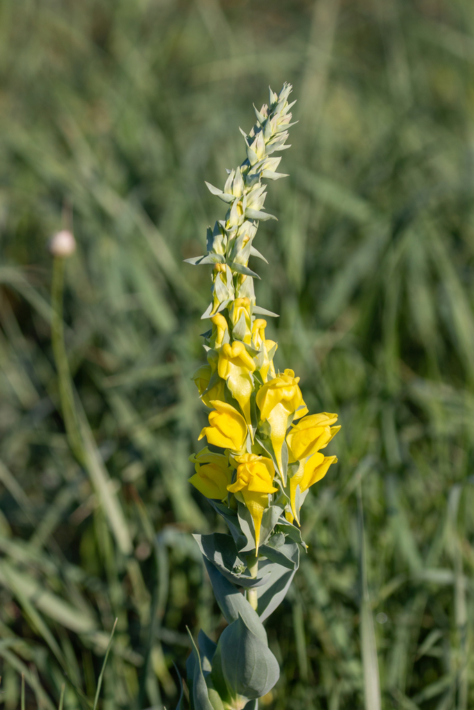 large-flowered linaria