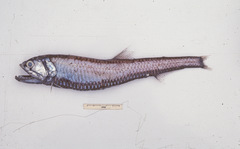 Silver Lightfish photo 2
