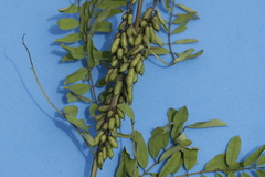 Indigofera densiflora
