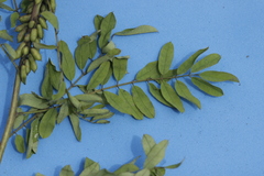 Indigofera densiflora